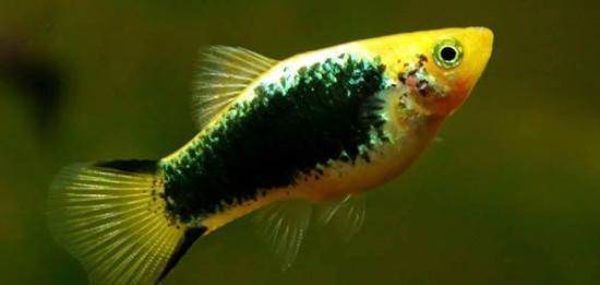 觀賞淡水小型養(yǎng)魚好嗎_十大最好養(yǎng)小型淡水觀賞魚_觀賞淡水小型養(yǎng)魚好不好