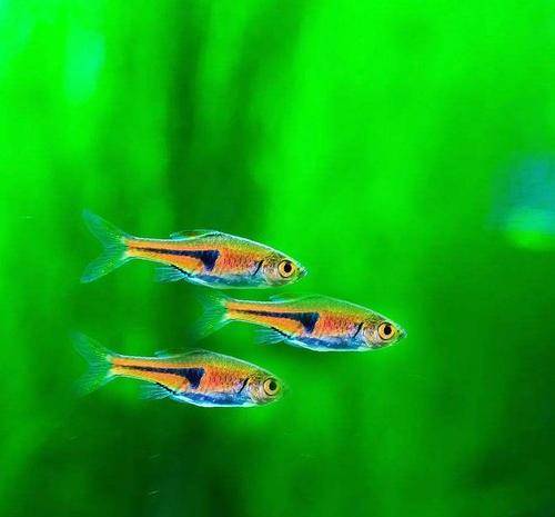 觀賞淡水小型養(yǎng)魚好不好_十大最好養(yǎng)小型淡水觀賞魚_觀賞淡水小型養(yǎng)魚好嗎