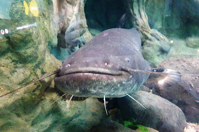 觀賞淡水小型養(yǎng)魚好養(yǎng)嗎_十大最好養(yǎng)小型淡水觀賞魚_觀賞淡水小型養(yǎng)魚好不好