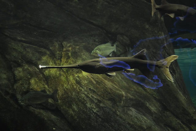 觀賞淡水小型養(yǎng)魚好養(yǎng)嗎_十大最好養(yǎng)小型淡水觀賞魚_觀賞淡水小型養(yǎng)魚好不好