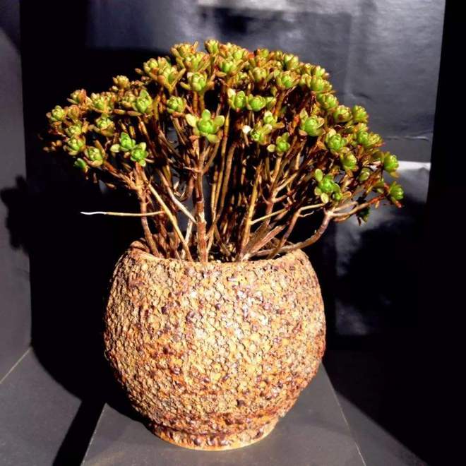 養(yǎng)了好幾年的多肉不見(jiàn)長(zhǎng)，可能是僵苗了，趕緊看看根系