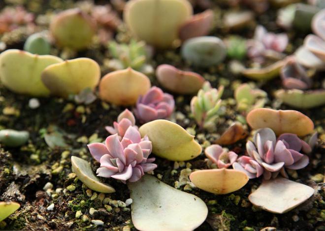 多肉植物僵苗什么意思_多肉植物僵苗_多肉僵苗是什么樣子的