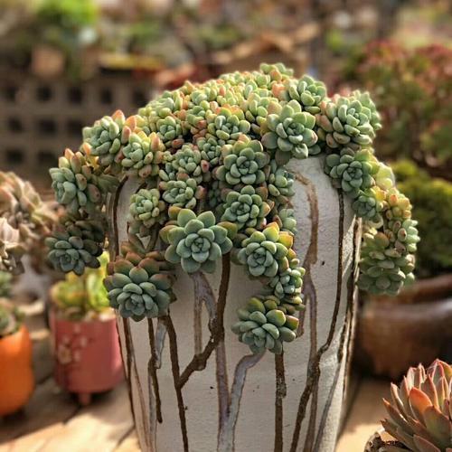 多肉植物僵苗什么意思_多肉僵苗是什么樣子的_多肉植物僵苗