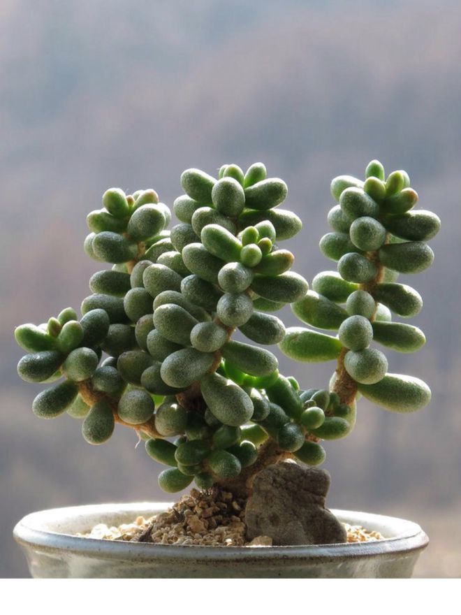 多肉植物僵苗_多肉僵苗是什么樣子的_多肉植物僵苗什么意思