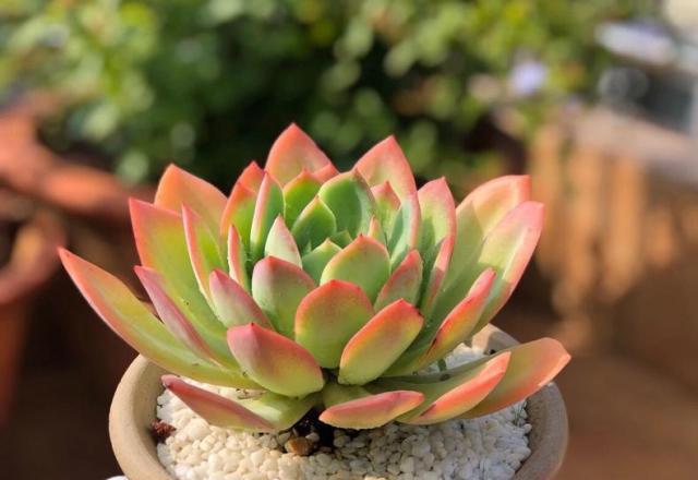 多肉僵苗不是病，治起來(lái)可真要“命”，弄清原因，老花農(nóng)教你應(yīng)對(duì)