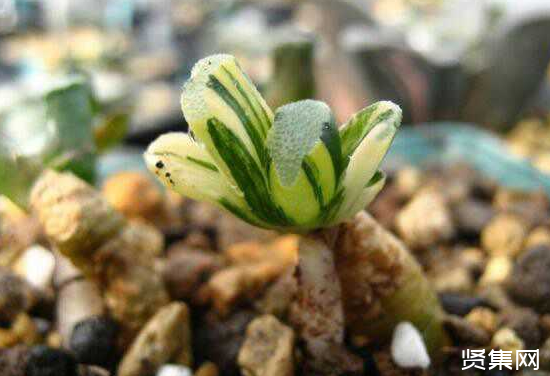 一文了解多肉植物玉扇的養(yǎng)殖方法及常見病蟲害防治