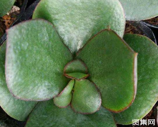 一文了解多肉植物玉扇的養(yǎng)殖方法及常見病蟲害防治