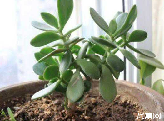 一文了解多肉植物玉扇的養(yǎng)殖方法及常見病蟲害防治