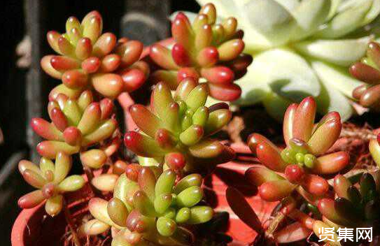 一文了解多肉植物玉扇的養(yǎng)殖方法及常見病蟲害防治