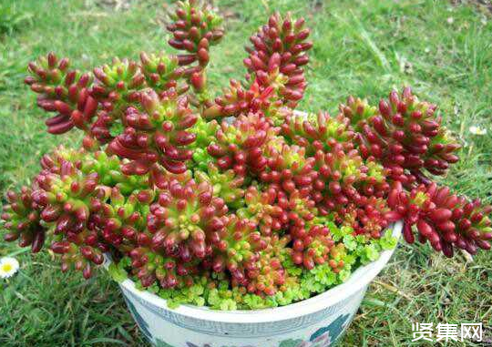 一文了解多肉植物玉扇的養(yǎng)殖方法及常見病蟲害防治