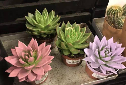 多肉僵苗是什么樣子的_多肉僵苗是什么樣子的_多肉僵苗是什么樣子的