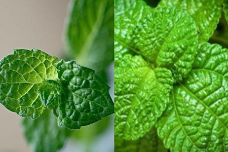 【圖】魚(yú)香草和薄荷的區(qū)別你知道嗎 了解這些才能將它們分清