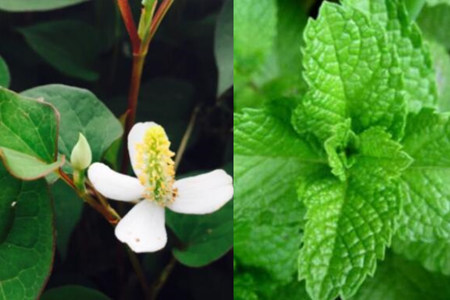 香草多肉容易養成老樁_多肉香草好養嗎_香草養多肉好養活嗎