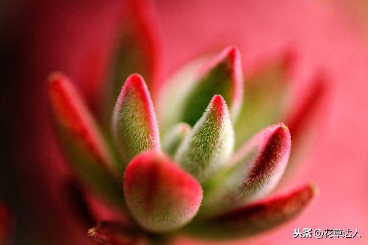 養殖多肉植物注意事項_事項養殖多肉注意什么_多肉養殖注意事項