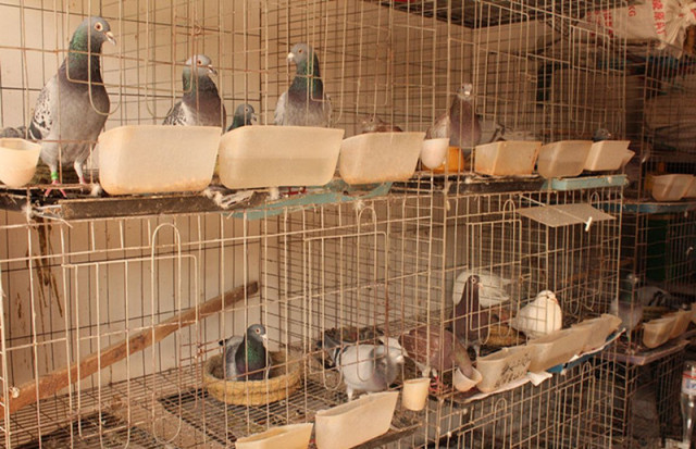 廣州賣觀賞魚的地方_廣州批發觀賞魚的市場_廣州觀賞魚批發市場在哪里