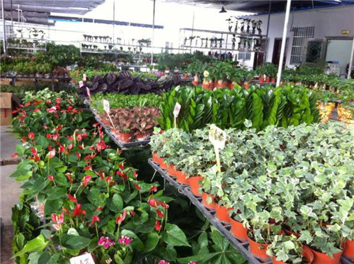 廣州賣觀賞魚的地方_廣州觀賞魚批發市場在哪里_廣州批發觀賞魚的市場