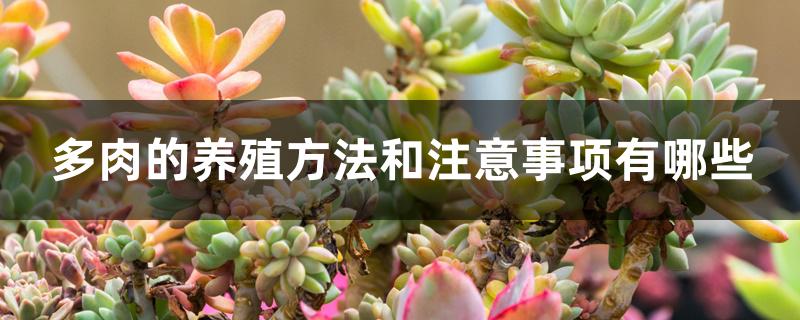 多肉的養殖方法和注意事項有哪些