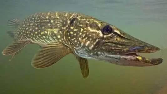 常見幾種觀賞魚的壽命問題，最短的和最長的，可以相差200年