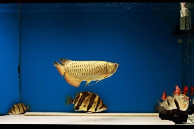 觀賞魚水養好用什么_觀賞魚用什么水養最好_觀賞魚水養好用什么魚