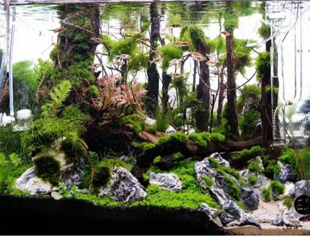 觀賞魚應該用什么樣的水_觀賞魚用什么水養最好_觀賞魚水養好用什么