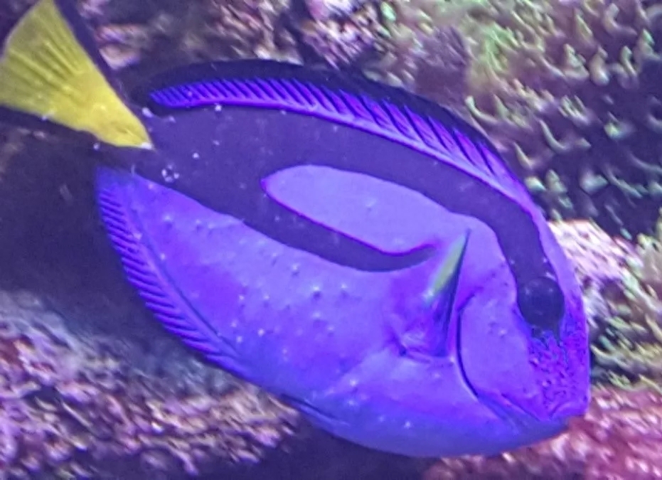 海水觀賞魚圖鑒1000種_海水觀賞魚圖鑒1000種_海水觀賞魚圖鑒1000種