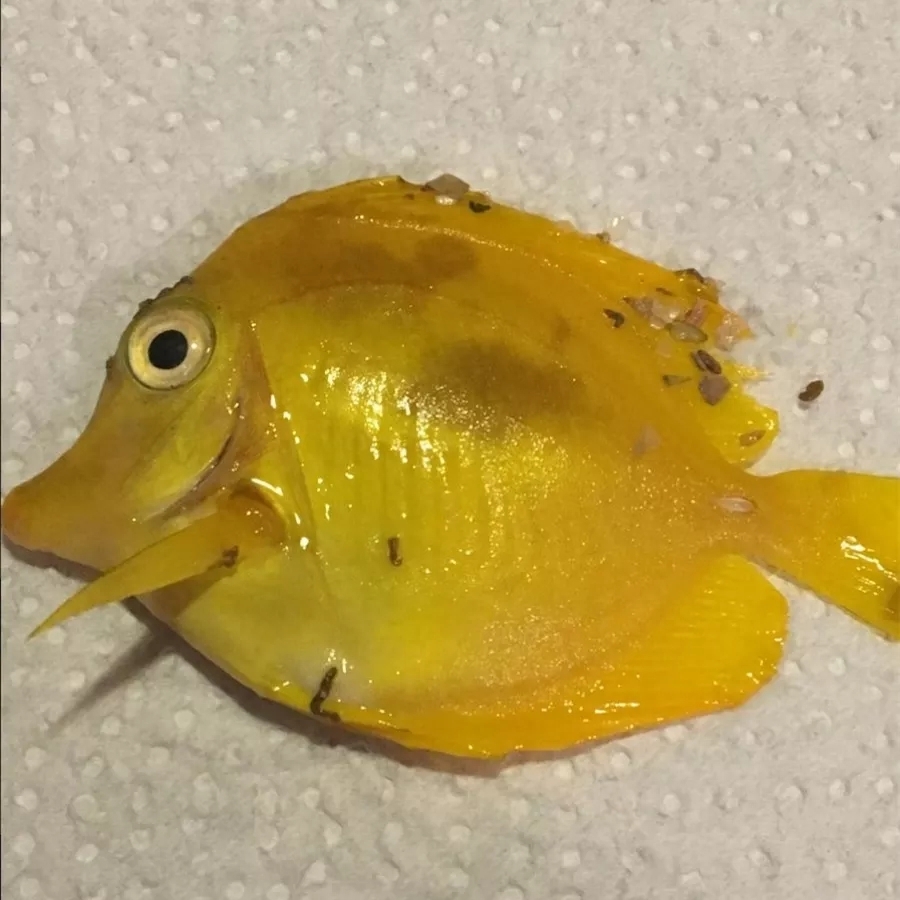 海水觀賞魚圖鑒1000種_海水觀賞魚圖鑒1000種_海水觀賞魚圖鑒1000種