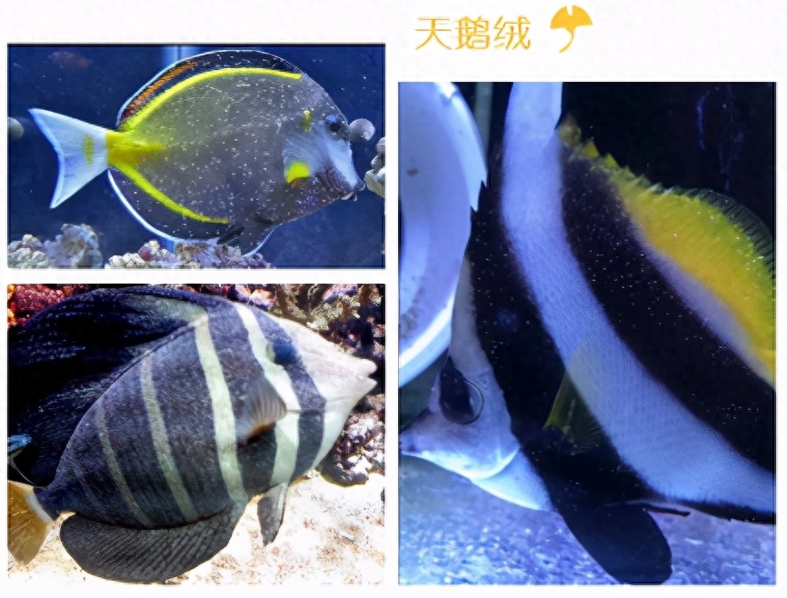 海水觀賞魚圖鑒1000種_海水觀賞魚圖鑒1000種_海水觀賞魚圖鑒1000種