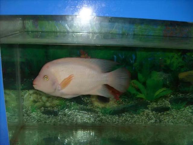 大部分小型熱帶魚的壽命，以兩年為限，有些魚出現老態不必醫治