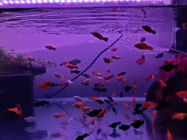 大部分小型熱帶魚的壽命，以兩年為限，有些魚出現老態不必醫治