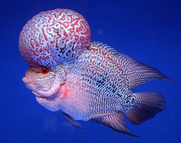 大部分小型熱帶魚的壽命，以兩年為限，有些魚出現老態不必醫治