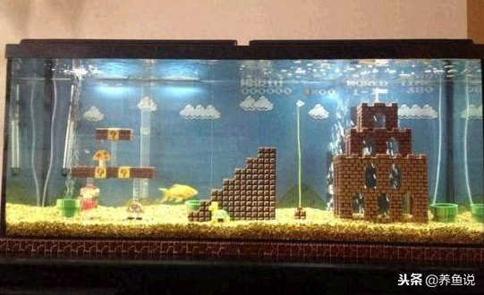 觀賞魚用什么水養(yǎng)最好_觀賞魚水養(yǎng)好用什么_觀賞魚應(yīng)該用什么樣的水
