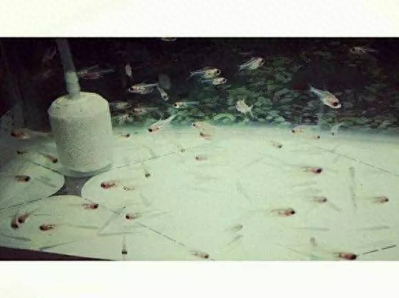 海水觀賞圖鑒魚種1000條_海水觀賞圖鑒魚種1000只_海水觀賞魚圖鑒1000種