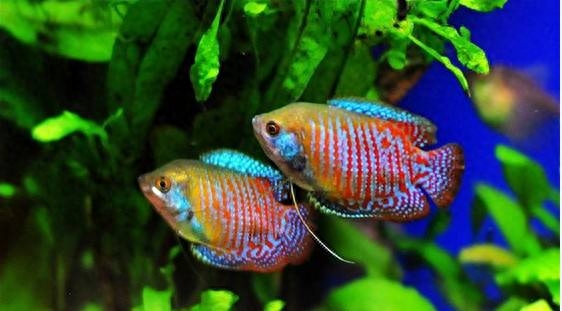 海水觀賞圖鑒魚種1000只_海水觀賞圖鑒魚種1000條_海水觀賞魚圖鑒1000種