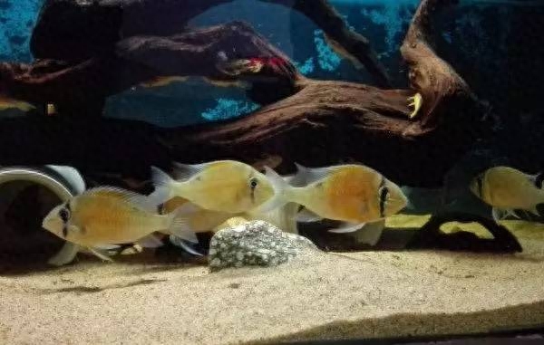 海水觀賞魚圖鑒1000種_海水觀賞圖鑒魚種1000只_海水觀賞圖鑒魚種1000條