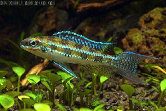 海水觀賞魚圖鑒1000種_海水觀賞圖鑒魚種1000只_海水觀賞圖鑒魚種1000條