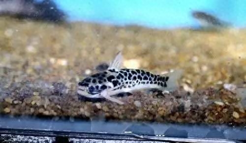 海水觀賞魚圖鑒1000種_海水觀賞圖鑒魚種1000條_海水觀賞圖鑒魚種1000只