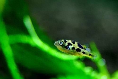 海水觀賞圖鑒魚種1000只_海水觀賞圖鑒魚種1000條_海水觀賞魚圖鑒1000種