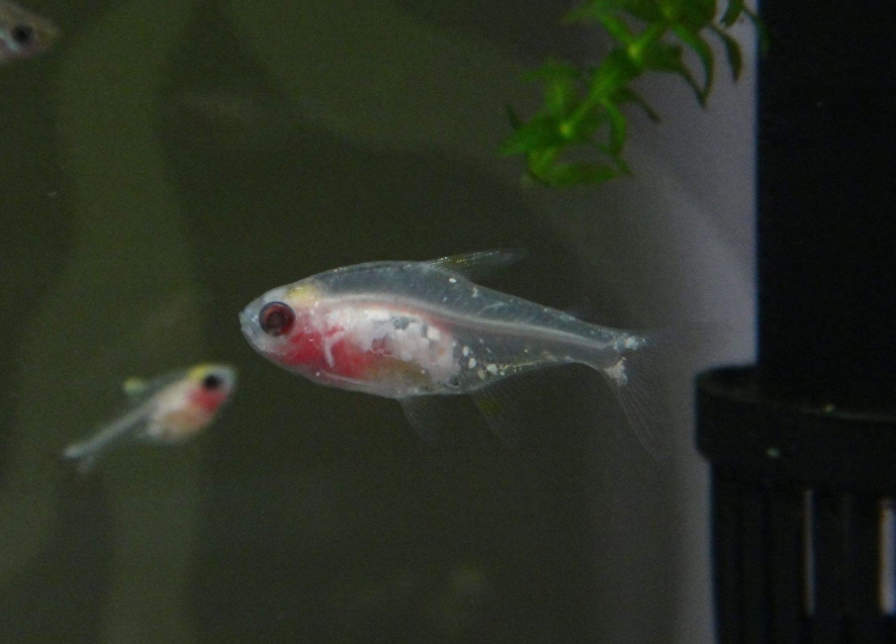 海水觀賞圖鑒魚種1000只_海水觀賞魚圖鑒1000種_海水觀賞圖鑒魚種1000條