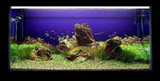 觀賞魚水養(yǎng)好用什么魚_觀賞魚應(yīng)該用什么樣的水_觀賞魚用什么水養(yǎng)最好