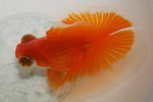 海水觀賞魚圖鑒1000種_海水觀賞魚圖鑒1000種_海水觀賞魚圖鑒1000種