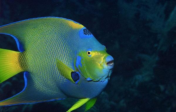 十大最受歡迎的觀賞魚排名，養(yǎng)殖這些魚不會(huì)吃虧