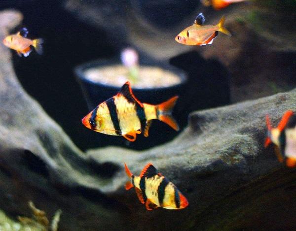 十大最受歡迎的觀賞魚排名，養(yǎng)殖這些魚不會(huì)吃虧