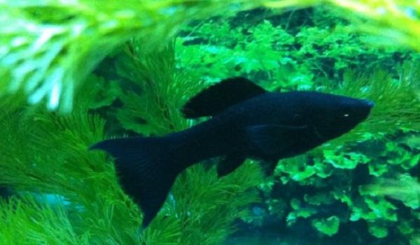 十大最受歡迎的觀賞魚排名，養(yǎng)殖這些魚不會(huì)吃虧