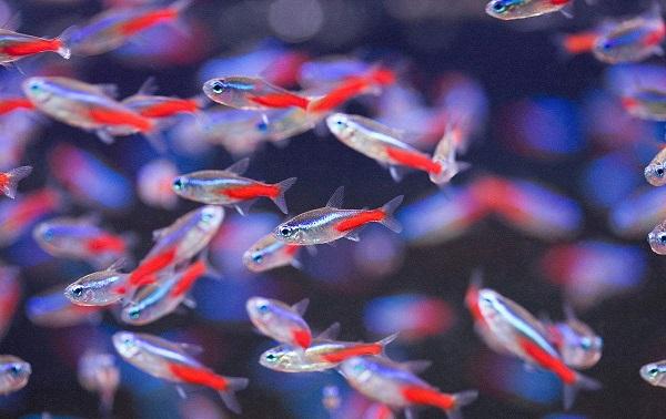 十大最受歡迎的觀賞魚排名，養(yǎng)殖這些魚不會(huì)吃虧