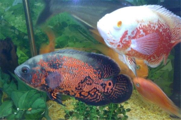 十大最受歡迎的觀賞魚排名，養(yǎng)殖這些魚不會(huì)吃虧