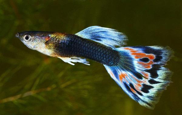 十大最受歡迎的觀賞魚排名，養(yǎng)殖這些魚不會(huì)吃虧