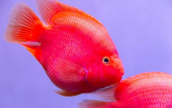 十大最受歡迎的觀賞魚排名，養(yǎng)殖這些魚不會(huì)吃虧