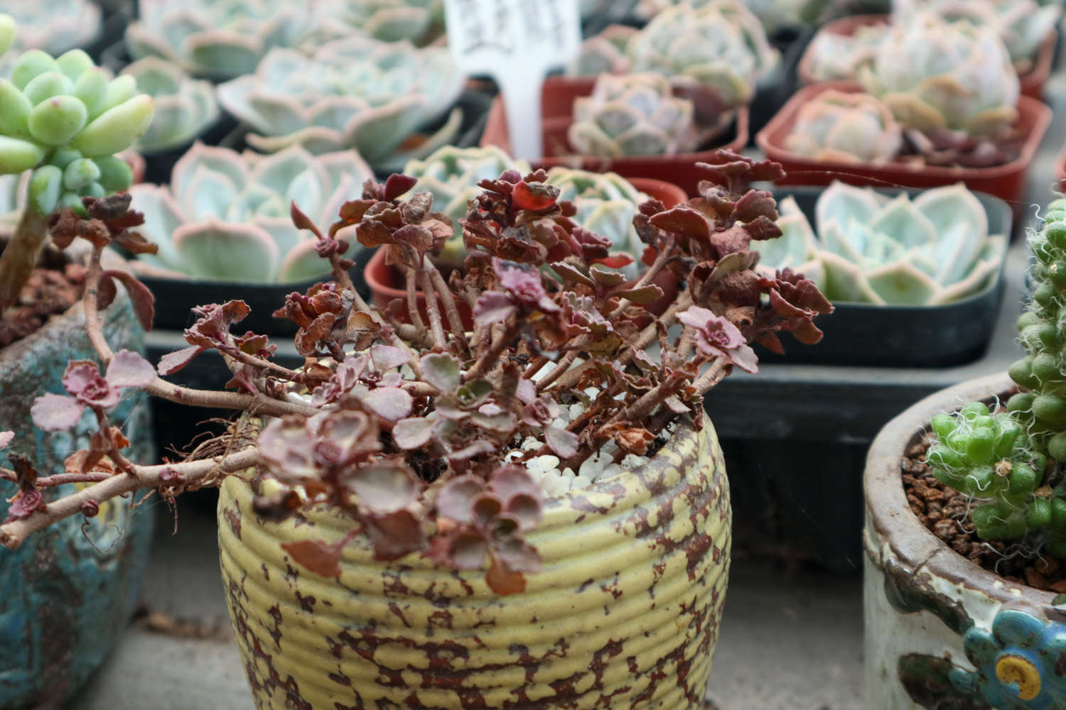 小球玫瑰怎么養更紅