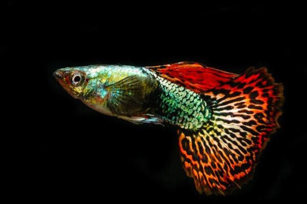 十大最漂亮的觀賞魚排行榜,金魚上榜，第二被稱為水中活寶石