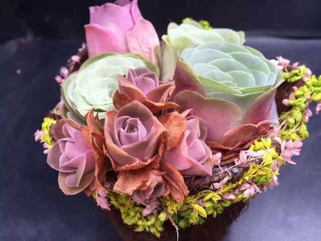 情人節不送玫瑰，最像玫瑰的6款多肉，每一款都能鉆進女孩子的心